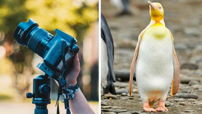 daryo.uz - Kam uchraydigan sariq pingvin ilk marta belgiyalik fotograf tomonidan suratga olindi (foto)
