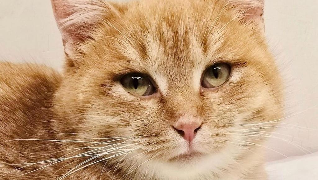 podrobno.uz - Житель Ташкента убил кота на глазах несовершеннолетнего сына