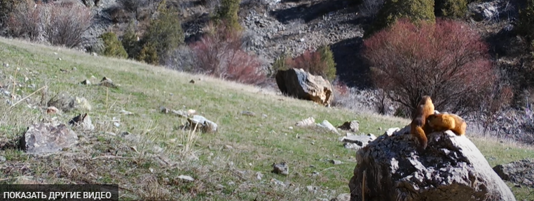 kun.uz - Редкое животное попало в объектив фотоловушки в Гиссарском заповеднике (видео).